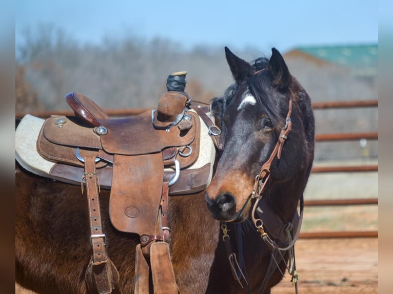 American Quarter Horse Castrone 11 Anni 155 cm Baio ciliegia in STEPHENVILLE, TX