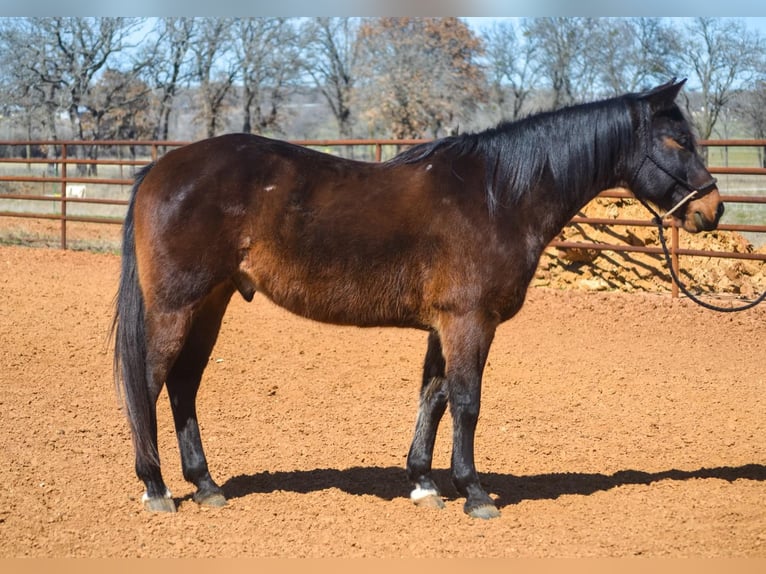 American Quarter Horse Castrone 11 Anni 155 cm Baio ciliegia in STEPHENVILLE, TX