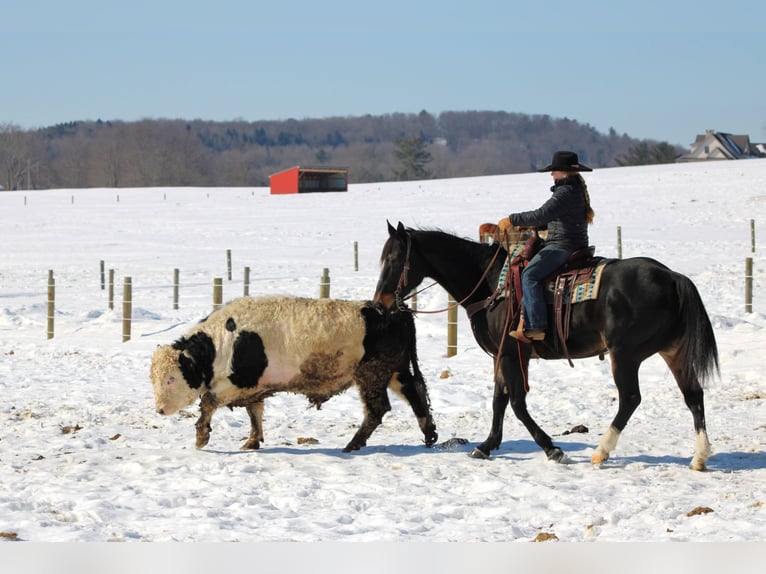 American Quarter Horse Castrone 11 Anni 155 cm Baio in Clarion