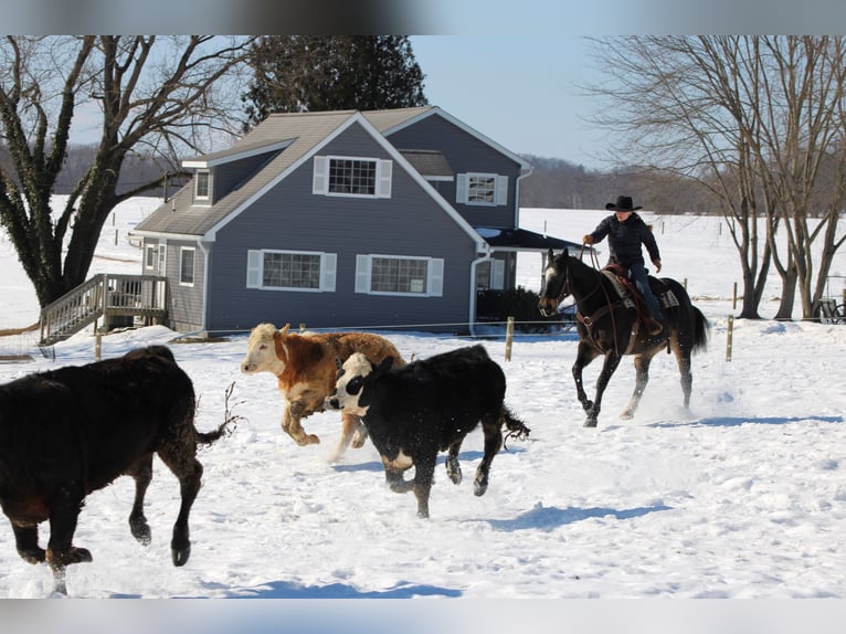 American Quarter Horse Castrone 11 Anni 155 cm Baio in Clarion