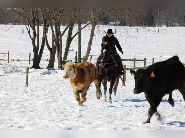 American Quarter Horse Castrone 11 Anni 155 cm Baio in Clarion
