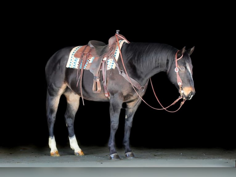 American Quarter Horse Castrone 11 Anni 155 cm Baio in Clarion