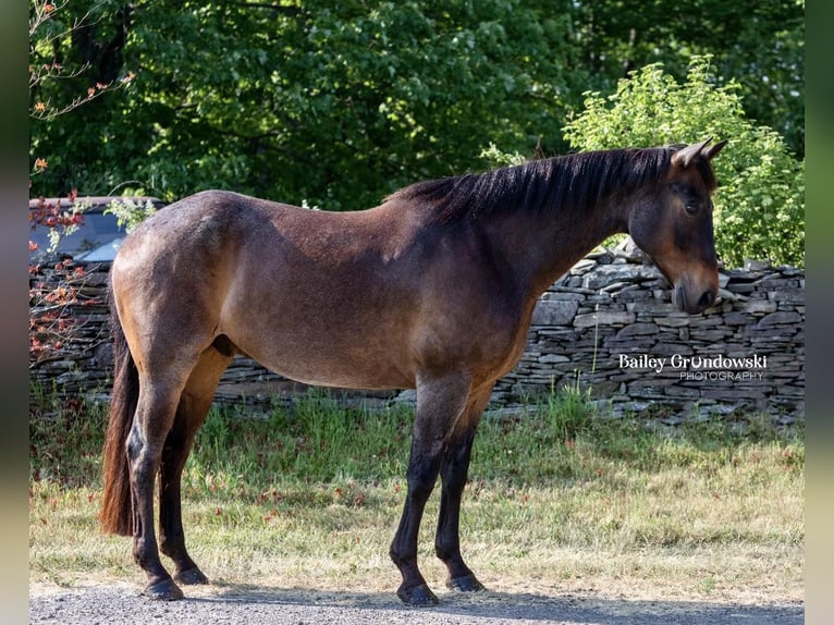 American Quarter Horse Castrone 11 Anni 155 cm Baio roano in Everett PA