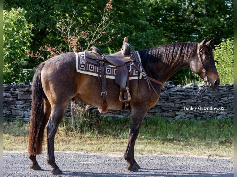 American Quarter Horse Castrone 11 Anni 155 cm Baio roano in Everett PA