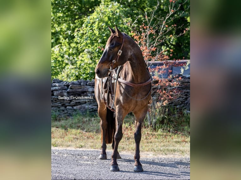 American Quarter Horse Castrone 11 Anni 155 cm Baio roano in Everett PA