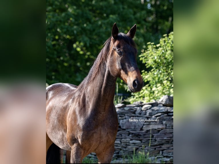 American Quarter Horse Castrone 11 Anni 155 cm Baio roano in Everett PA