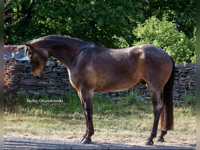 American Quarter Horse Castrone 11 Anni 155 cm Baio roano in Everett PA