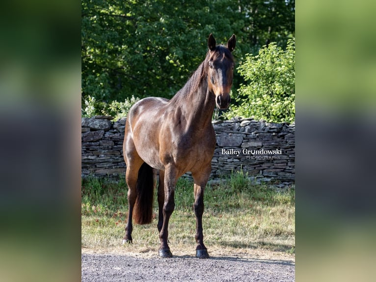 American Quarter Horse Castrone 11 Anni 155 cm Baio roano in Everett PA