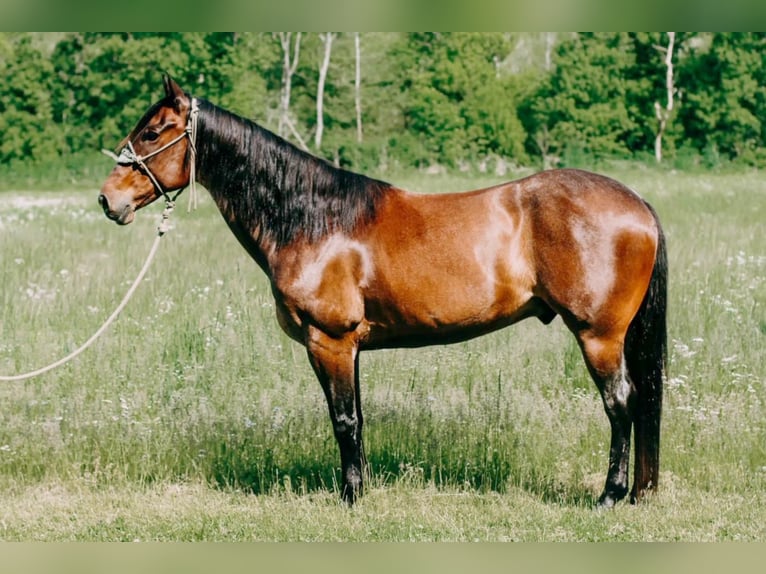 American Quarter Horse Castrone 11 Anni 155 cm Baio roano in Flemingsburgh KY