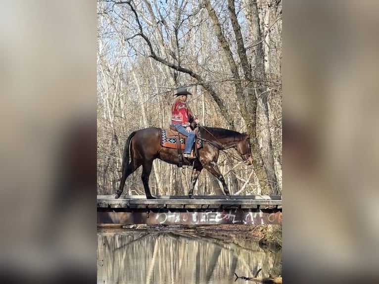 American Quarter Horse Castrone 11 Anni 155 cm Baio roano in Henderson
