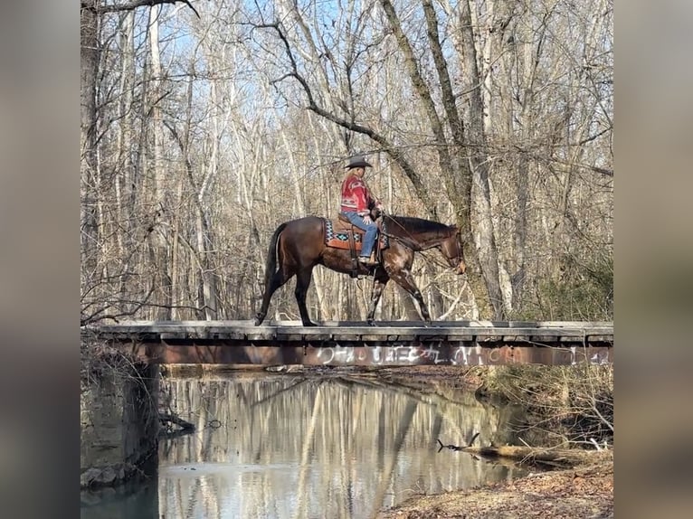 American Quarter Horse Castrone 11 Anni 155 cm Baio roano in Henderson