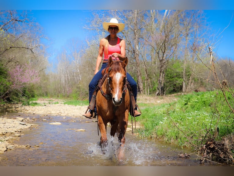 American Quarter Horse Castrone 11 Anni 155 cm Falbo in Hillsboro KY