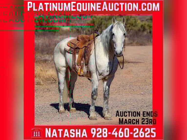 American Quarter Horse Castrone 11 Anni 155 cm Grigio in Camp Verde AZ