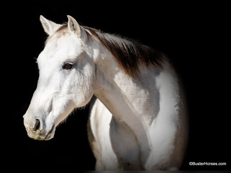 American Quarter Horse Castrone 11 Anni 155 cm Grigio in Weatherford TX