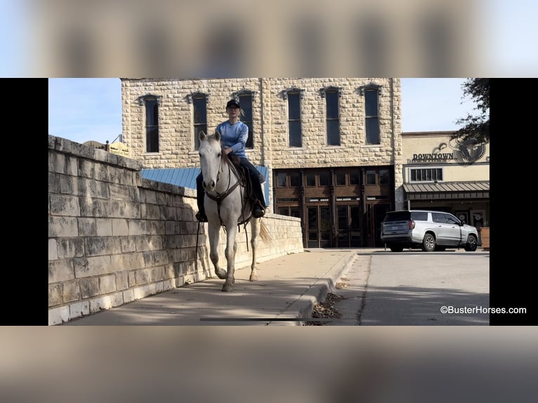 American Quarter Horse Castrone 11 Anni 155 cm Grigio in Weatherford TX