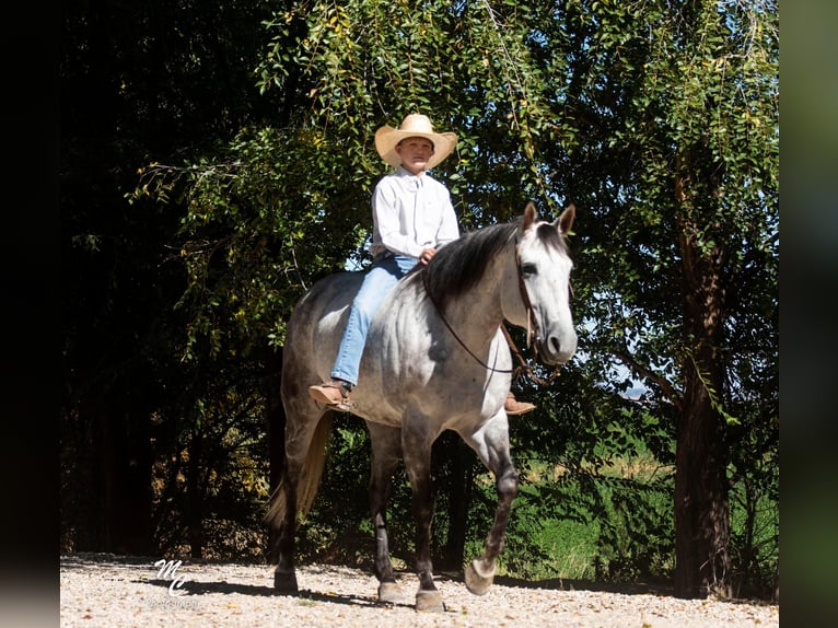 American Quarter Horse Castrone 11 Anni 155 cm Grigio pezzato in Caldwell ID