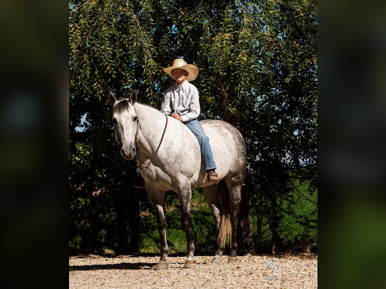 American Quarter Horse Castrone 11 Anni 155 cm Grigio pezzato in Caldwell ID