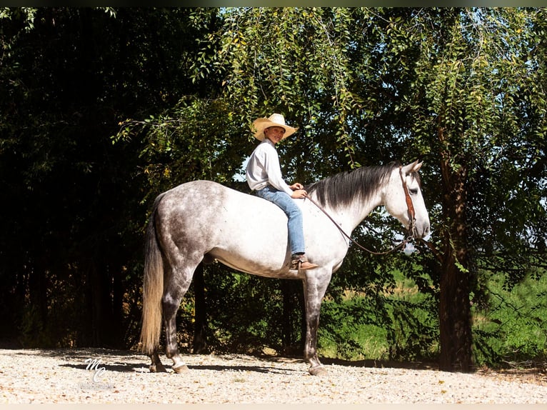 American Quarter Horse Castrone 11 Anni 155 cm Grigio pezzato in Caldwell ID