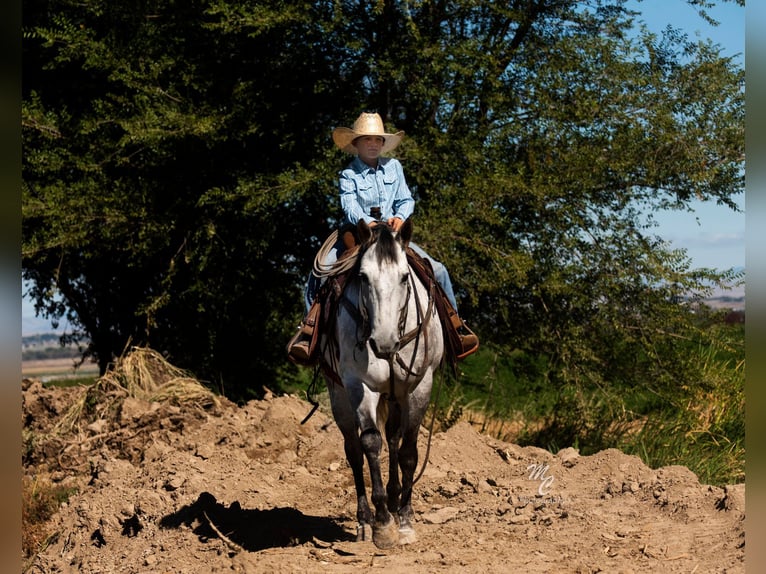 American Quarter Horse Castrone 11 Anni 155 cm Grigio pezzato in Caldwell ID