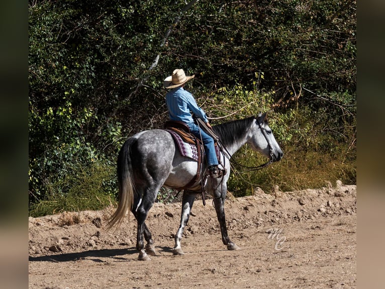 American Quarter Horse Castrone 11 Anni 155 cm Grigio pezzato in Caldwell ID