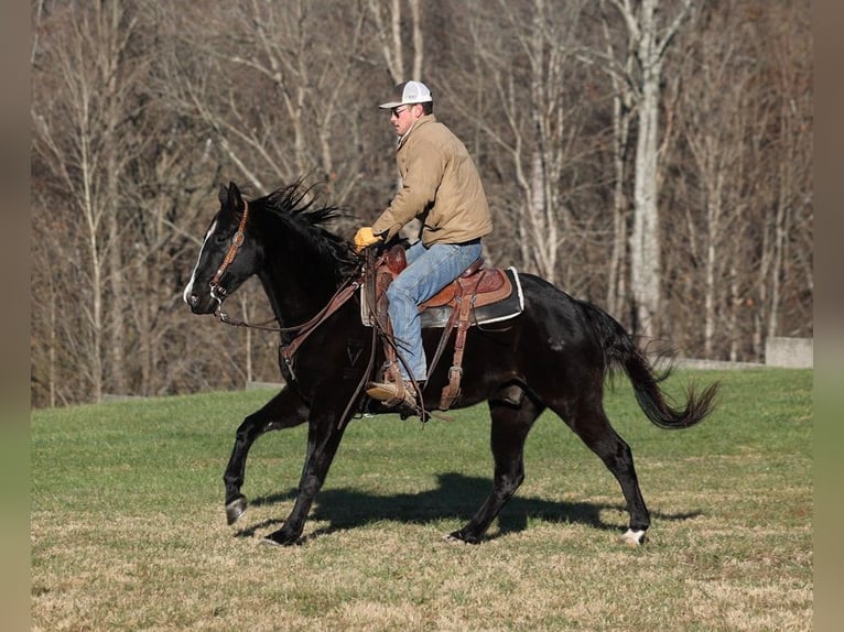 American Quarter Horse Castrone 11 Anni 155 cm Morello in Somerset, KY