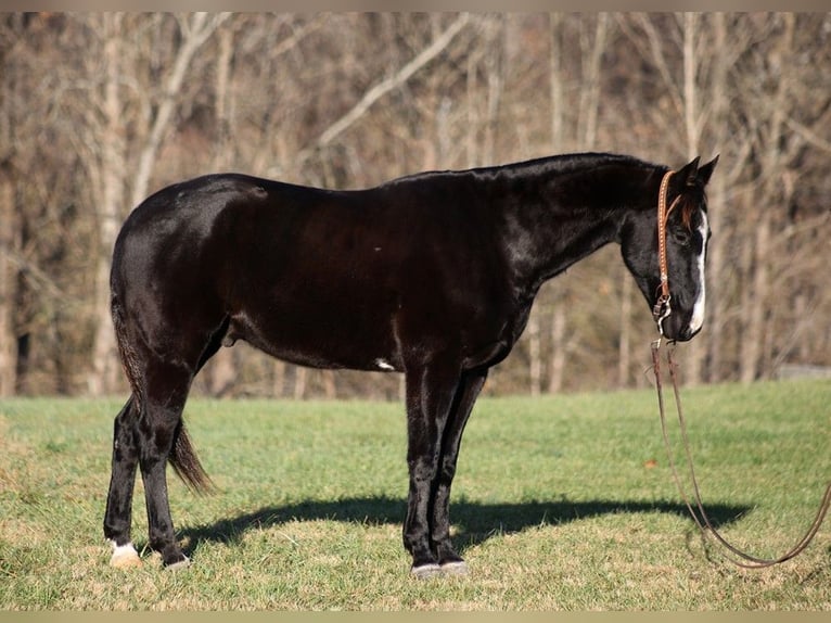 American Quarter Horse Castrone 11 Anni 155 cm Morello in Somerset, KY