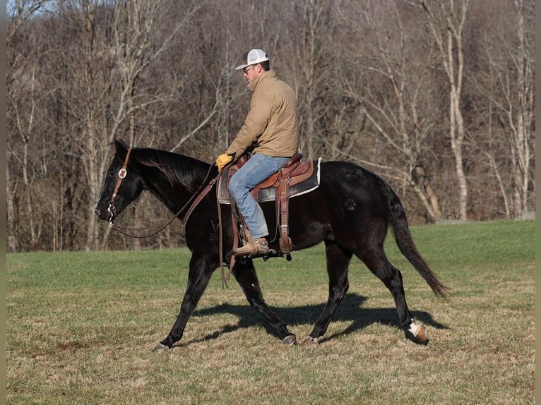 American Quarter Horse Castrone 11 Anni 155 cm Morello in Somerset, KY