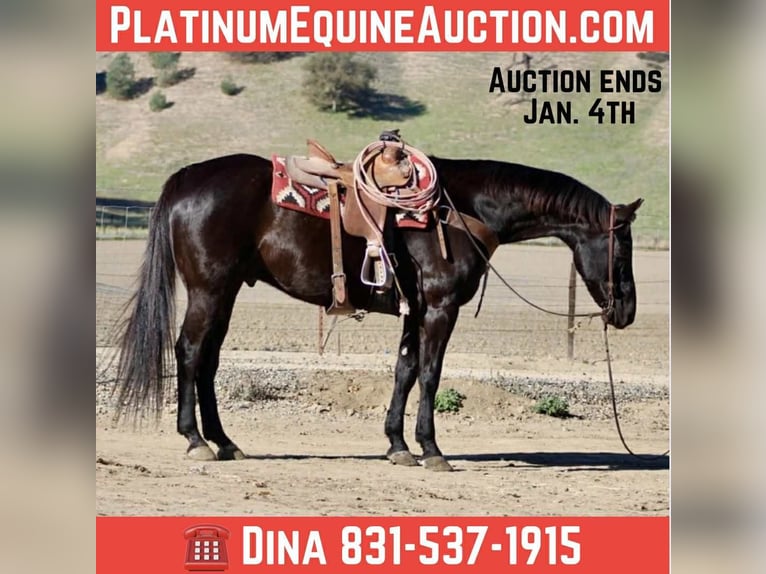 American Quarter Horse Castrone 11 Anni 155 cm Morello in Tres Pinos