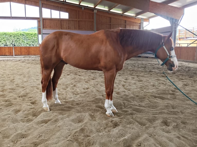 American Quarter Horse Castrone 11 Anni 155 cm Overo-tutti i colori in Monza