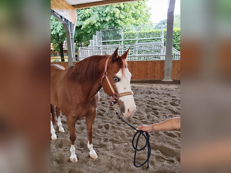 American Quarter Horse Castrone 11 Anni 155 cm Overo-tutti i colori in Monza