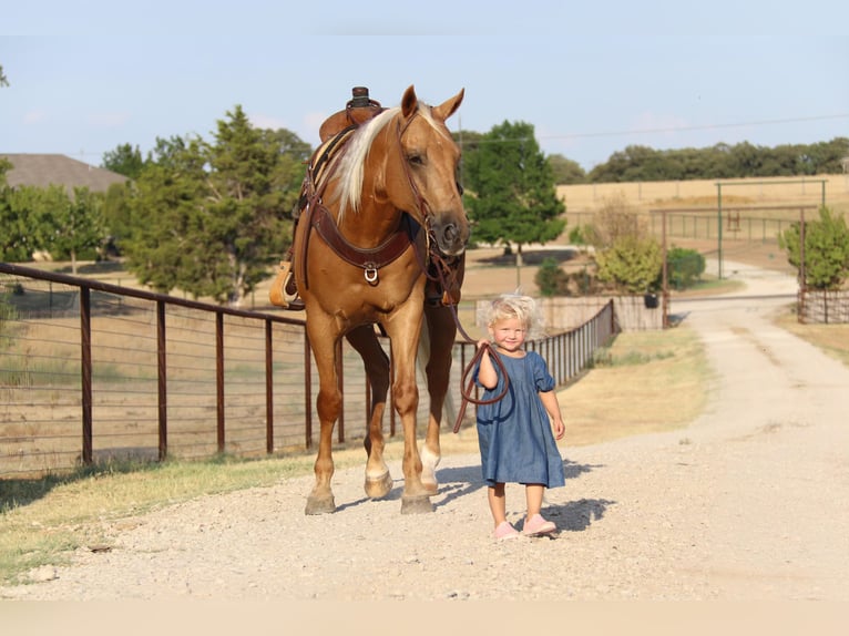 American Quarter Horse Castrone 11 Anni 155 cm Palomino in Cleburne Tx