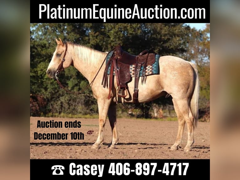 American Quarter Horse Castrone 11 Anni 155 cm Palomino in Graham TX
