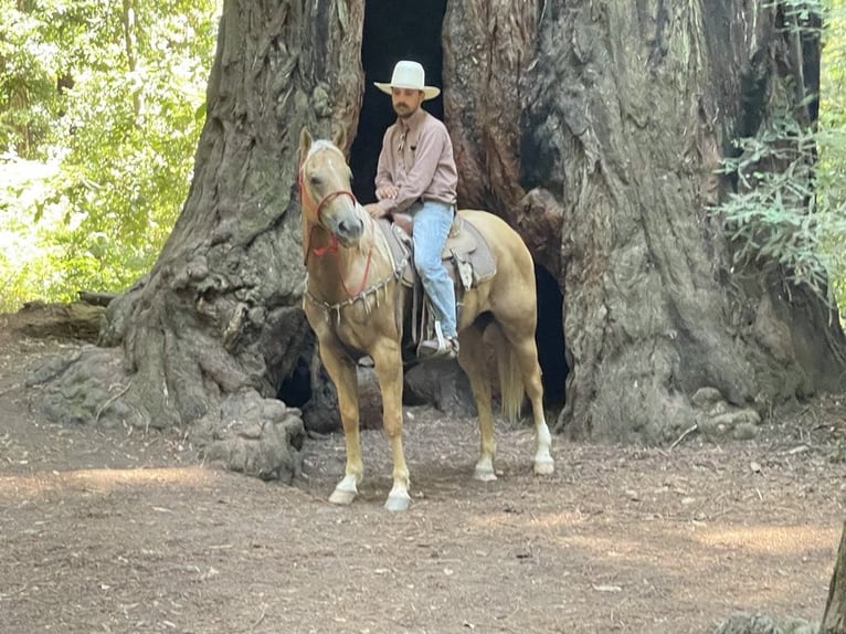 American Quarter Horse Castrone 11 Anni 155 cm Palomino in Paicines Ca