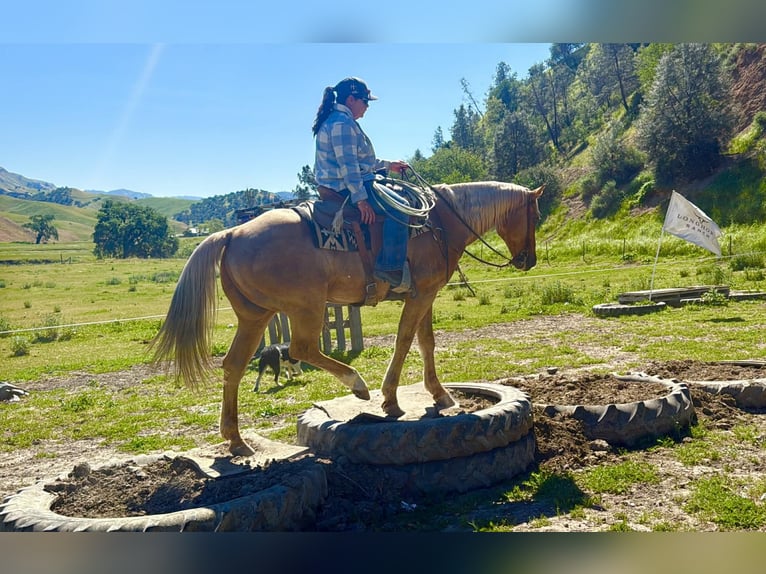American Quarter Horse Castrone 11 Anni 155 cm Palomino in Tres Pinos