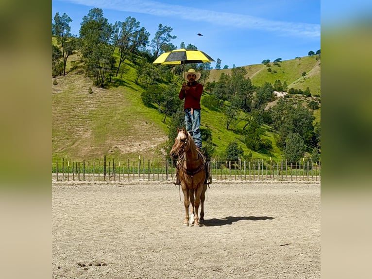 American Quarter Horse Castrone 11 Anni 155 cm Palomino in Tres Pinos