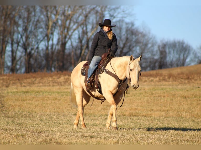 American Quarter Horse Castrone 11 Anni 155 cm Palomino in Clarion, PA