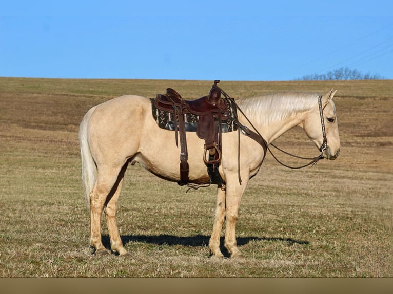 American Quarter Horse Castrone 11 Anni 155 cm Palomino in Clarion, PA