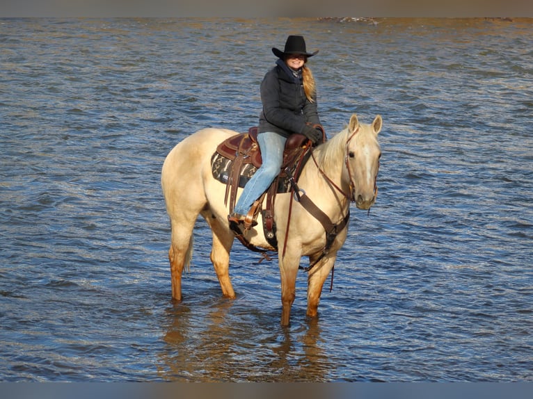 American Quarter Horse Castrone 11 Anni 155 cm Palomino in Clarion, PA