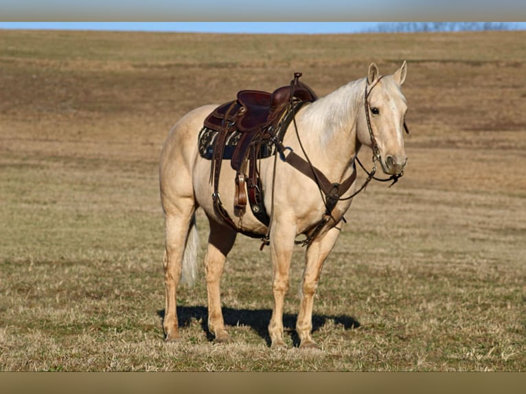 American Quarter Horse Castrone 11 Anni 155 cm Palomino in Clarion, PA