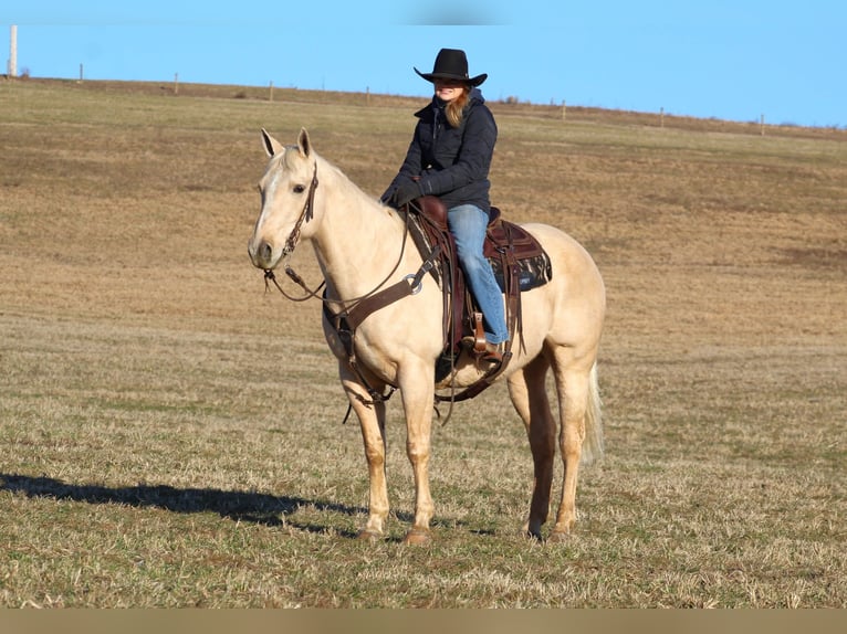 American Quarter Horse Castrone 11 Anni 155 cm Palomino in Clarion, PA