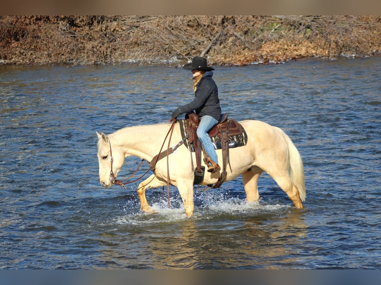 American Quarter Horse Castrone 11 Anni 155 cm Palomino in Clarion, PA