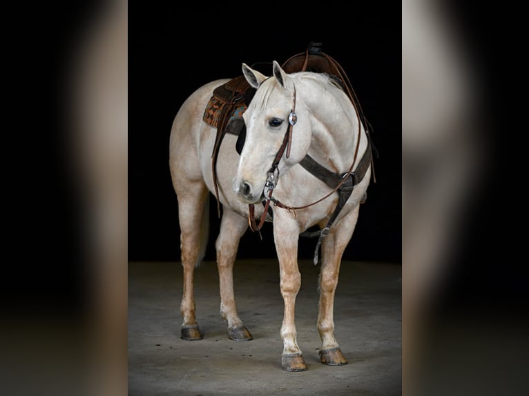 American Quarter Horse Castrone 11 Anni 155 cm Palomino in Clarion, PA