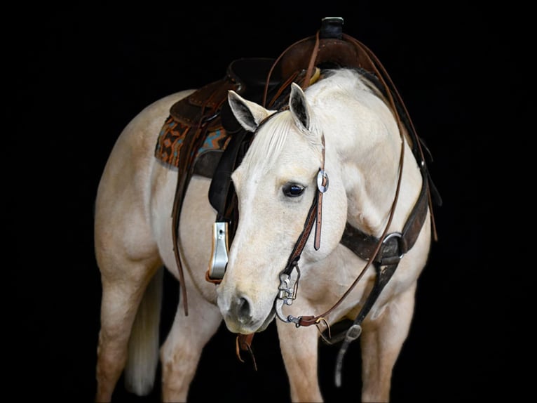 American Quarter Horse Castrone 11 Anni 155 cm Palomino in Clarion, PA