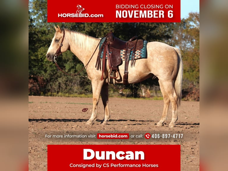 American Quarter Horse Castrone 11 Anni 155 cm Palomino in Graham,  TX