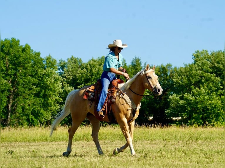 American Quarter Horse Castrone 11 Anni 155 cm Palomino in Valley Springs, SD