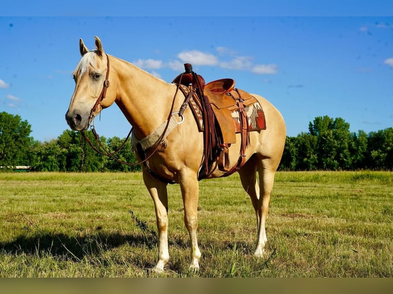 American Quarter Horse Castrone 11 Anni 155 cm Palomino in Valley Springs, SD
