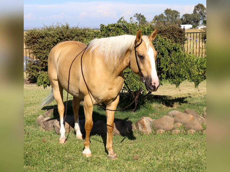 American Quarter Horse Castrone 11 Anni 155 cm Palomino in PLEASANT GROVE, CA