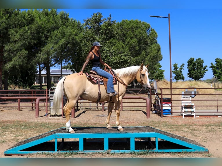 American Quarter Horse Castrone 11 Anni 155 cm Palomino in PLEASANT GROVE, CA