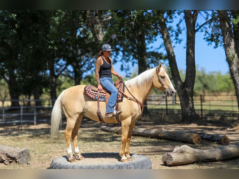 American Quarter Horse Castrone 11 Anni 155 cm Palomino in PLEASANT GROVE, CA