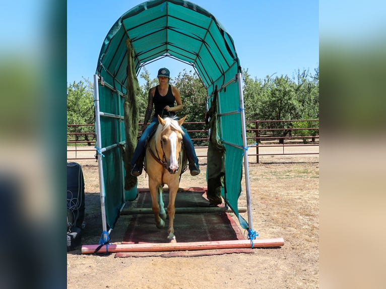 American Quarter Horse Castrone 11 Anni 155 cm Palomino in PLEASANT GROVE, CA